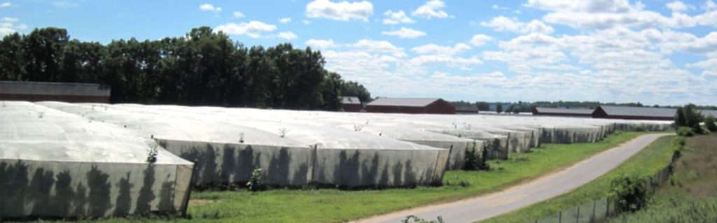 Поле пышных листьев табака Connecticut Shade, греющихся в лучах солнца